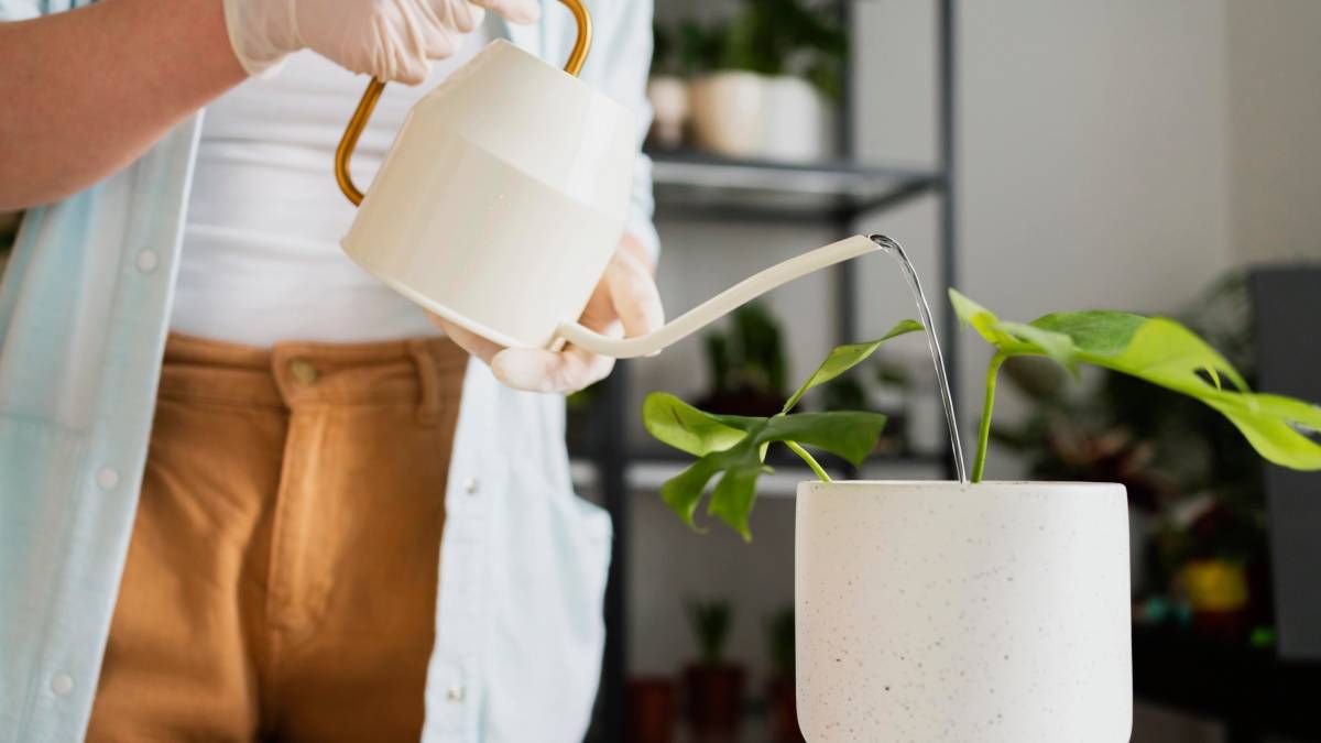 Plantas de interior: potente abono casero con 2 ingredientes de cocina para que crezcan bien fuertes