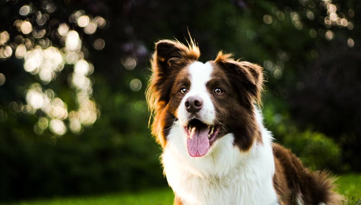 El hecho de que un perro no responda a un llamado puede no tener que ver con un problema de audición