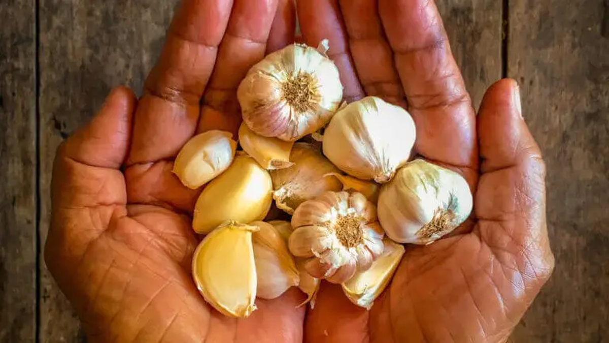 El ajo puede darte grandes beneficios mezclado con diferentes elementos. El ajo puede darte grandes beneficios mezclado con diferentes elementos.