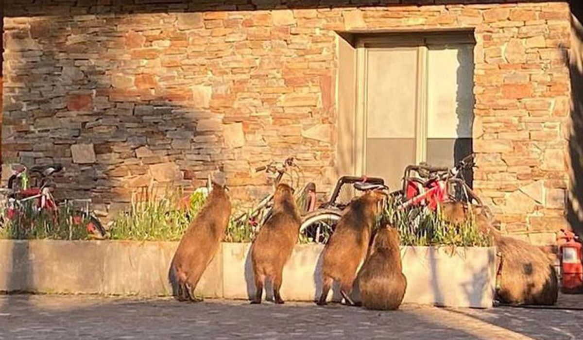 Los carpinchos son autóctonos del Delta.