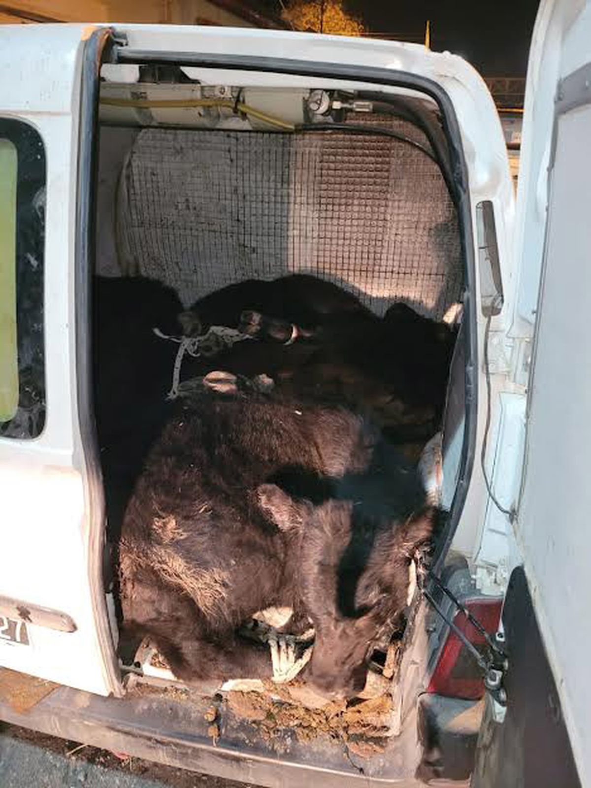 Los terneros en el Citroën Berlingo.
