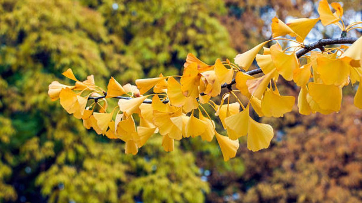 Este árbol puede crecer, en promedio, 20 metros.