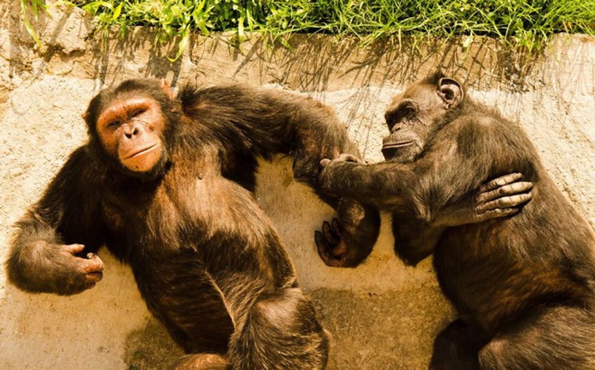 Cecilia y Marcelino, su novio. Las últimas imágenes que se conocieron de su vida en el santuario en Brasil, dedicado exclusivamente a simios. Cecilia y Marcelino, su novio. Las últimas imágenes que se conocieron de su vida en el santuario en Brasil, dedicado exclusivamente a simios.