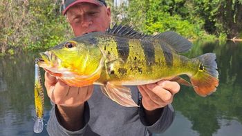 Hace más de 50 años soltaron peces para pesca deportiva: hoy esa especie ha eliminado gran parte de los peces nativos