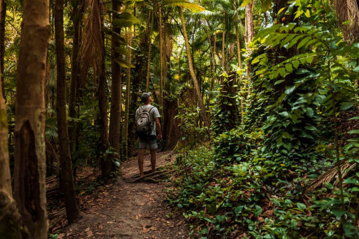 Estos teléfonos de Xiaomi permiten una conexión en lugares remotos, como por ejemplo una selva. Estos teléfonos de Xiaomi permiten una conexión en lugares remotos, como por ejemplo una selva.