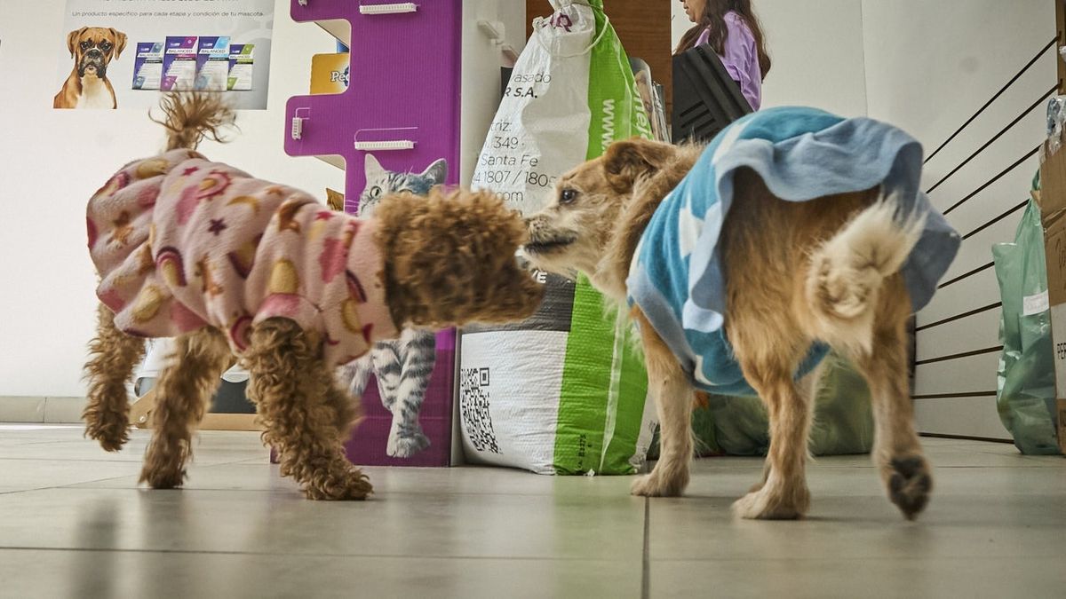 Después de la pandemia se incrementaron las consultas psiquiátricas en perros y gatos.