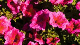 Prueba este truco si quieres que las petunias de tu jardín reciban los nutrientes necesarios. Imagen: Freepik.