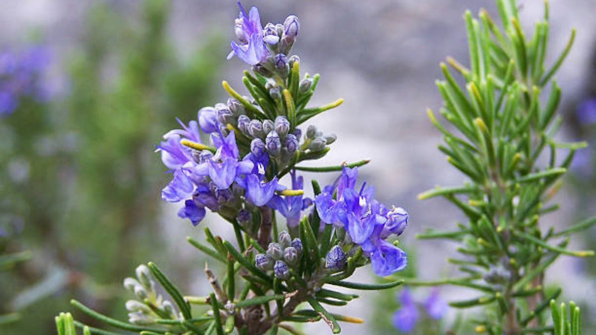 Puedes estimular la floración de tu planta de romero con distintos elementos caseros. Puedes estimular la floración de tu planta de romero con distintos elementos caseros. 
