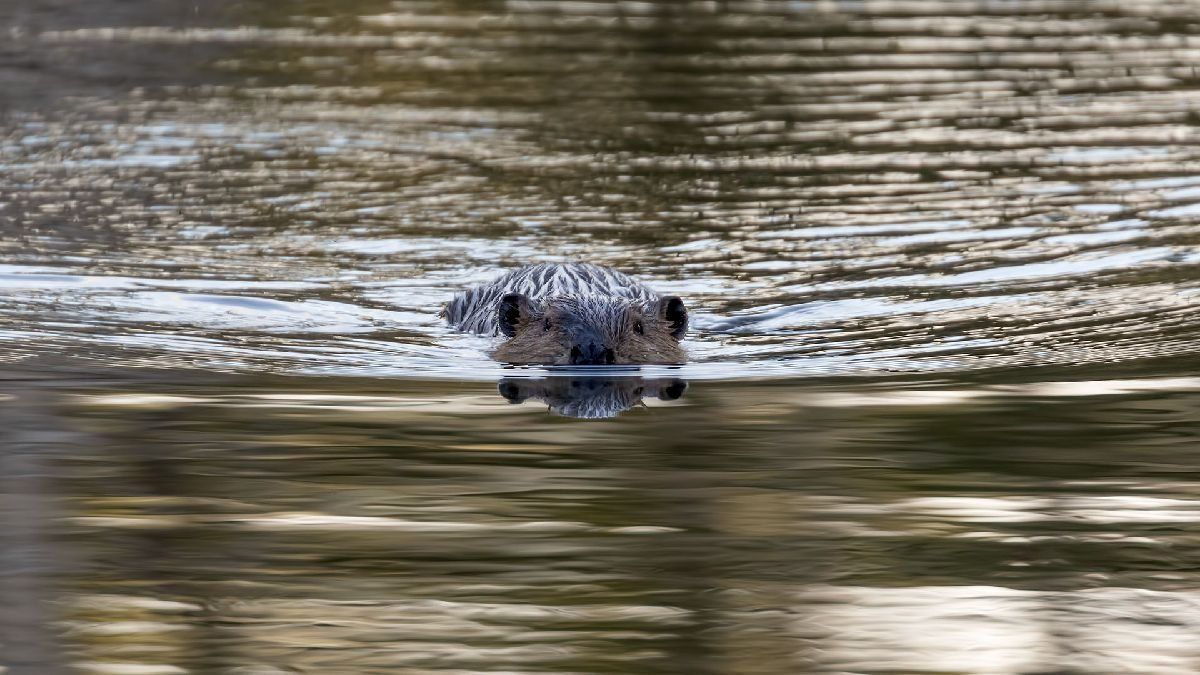 El animal que preocupa a la Patagonia de Chile y Argentina.