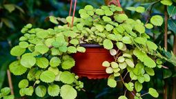 Si tenes una planta del dólar o del dinero en tu casa, te contamos qué significa y qué beneficios trae a tu hogar. Fuente Clarín Si tenes una planta del dólar o del dinero en tu casa, te contamos qué significa y qué beneficios trae a tu hogar. Fuente Clarín