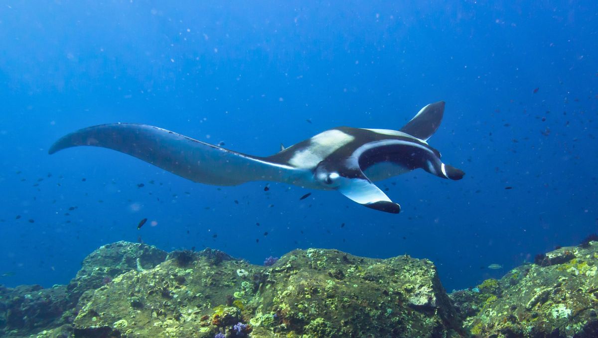 Aplanadas y más anchas que largas, las mantarrayas tienen aletas pectorales carnosas y agrandadas que parecen alas Aplanadas y más anchas que largas, las mantarrayas tienen aletas pectorales carnosas y agrandadas que parecen alas