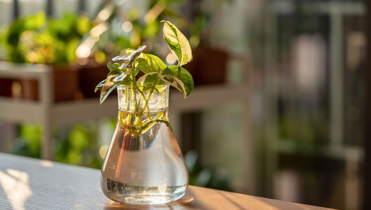 Lo importante es renovar el sustrato y nutrir la tierra cada cierto tiempo Lo importante es renovar el sustrato y nutrir la tierra cada cierto tiempo