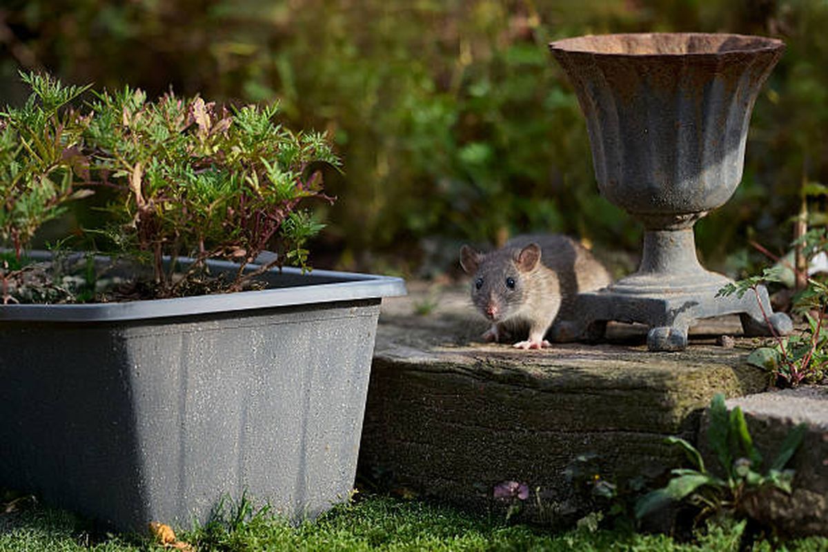 Las plagas de roedores no volverán al jardín por hasta dos meses. Las plagas de roedores no volverán al jardín por hasta dos meses.