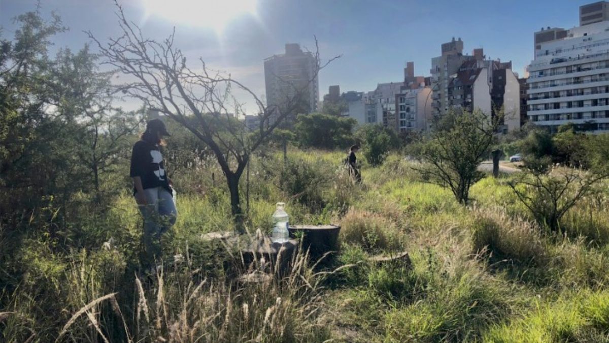 Ramona, el aula al aire libre de la Universidad Nacional de Córdoba, ofrece un espacio entre árboles, arbustos, hierba e insectos; una muestra del ecosistema del bosque autóctono dentro de un paisaje urbano (Imagen: El Bosque Nativo Vuelve) Ramona, el aula al aire libre de la Universidad Nacional de Córdoba, ofrece un espacio entre árboles, arbustos, hierba e insectos; una muestra del ecosistema del bosque autóctono dentro de un paisaje urbano (Imagen: El Bosque Nativo Vuelve)
