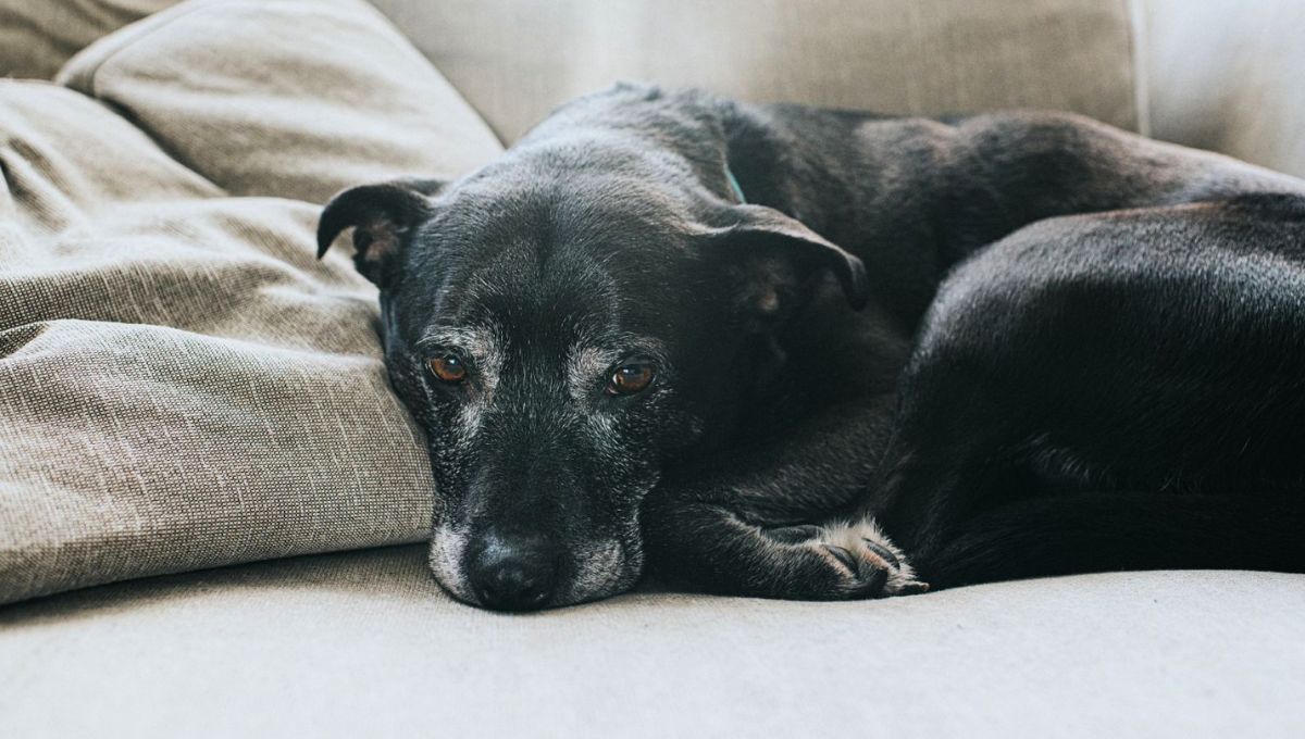 El tiempo de vida de un perro ronda entre los 10 y los 13 años
