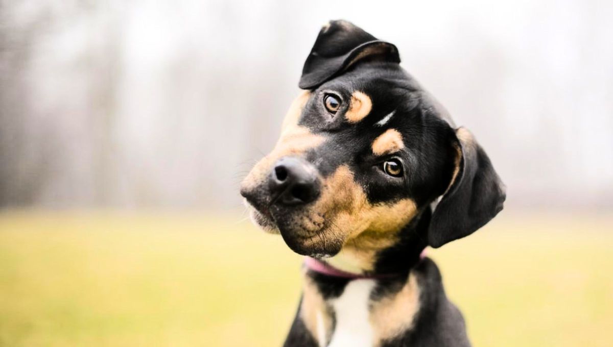 Este comportamiento puede estar acompañado de síntomas poco comunes.&nbsp;