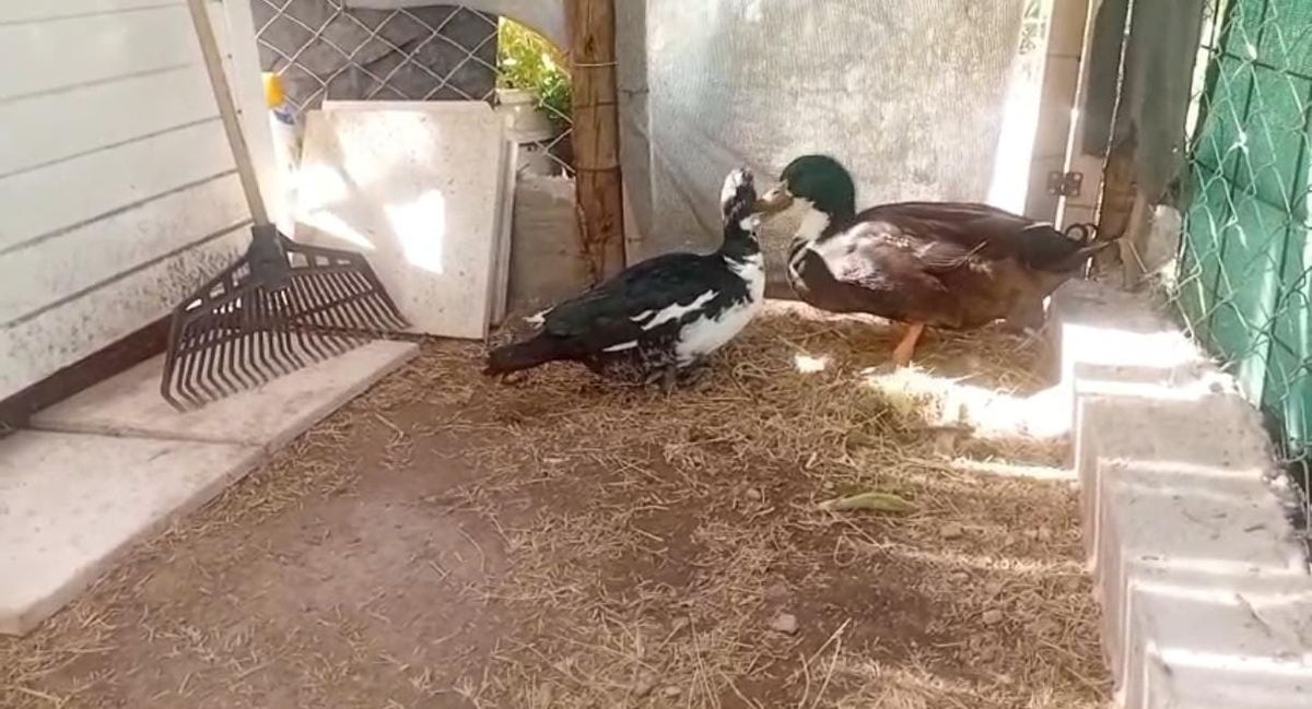 El Pato Juan junto a su novia. El Pato Juan junto a su novia.
