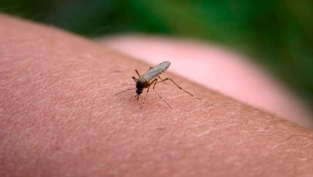 Crea una trampa antimosquitos usando solo una botella