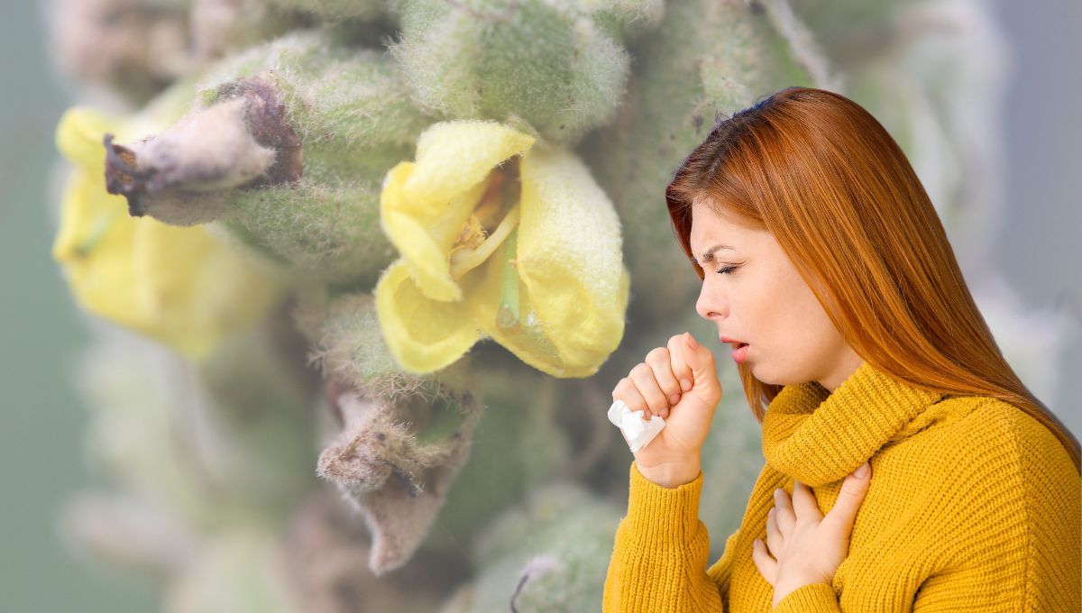 La planta que puede curar la tos y reducir el dolor de garganta de manera natural