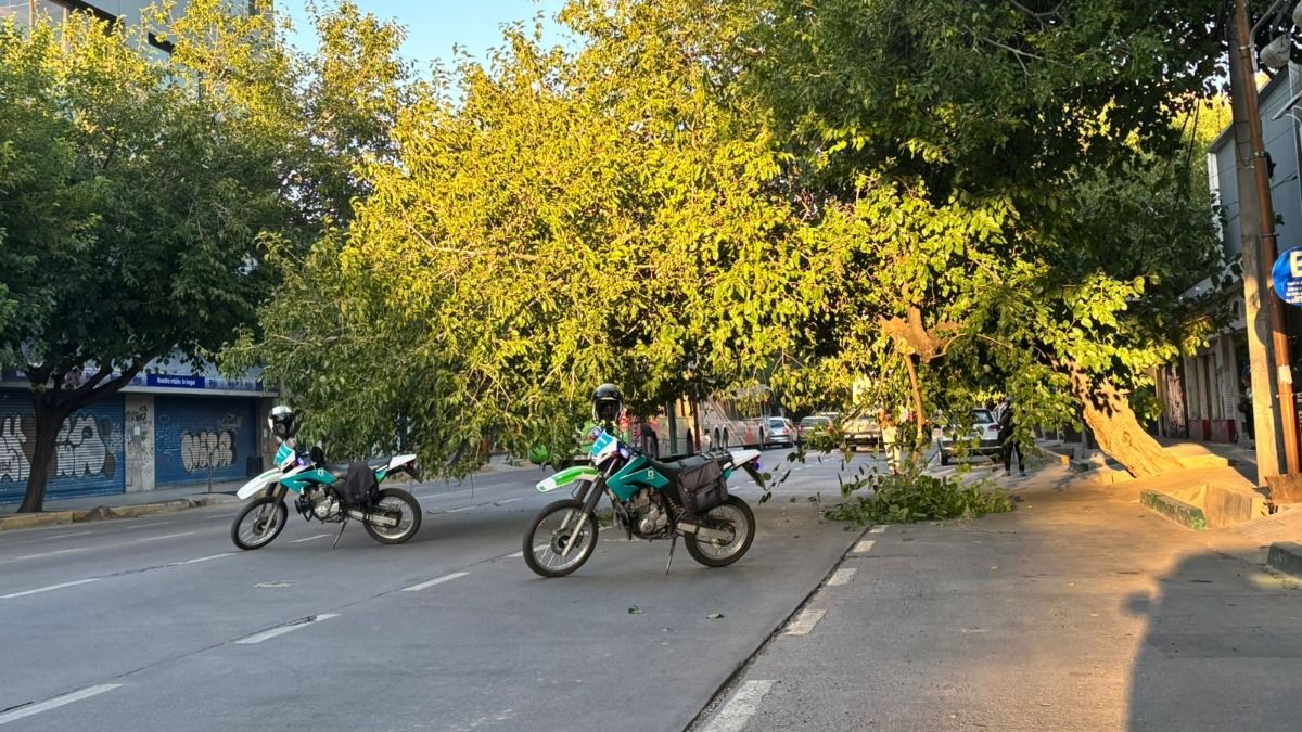 Así estaba el árbol de la calle Vicente Zapata alrededor de las 7:30 de este miércoles. 