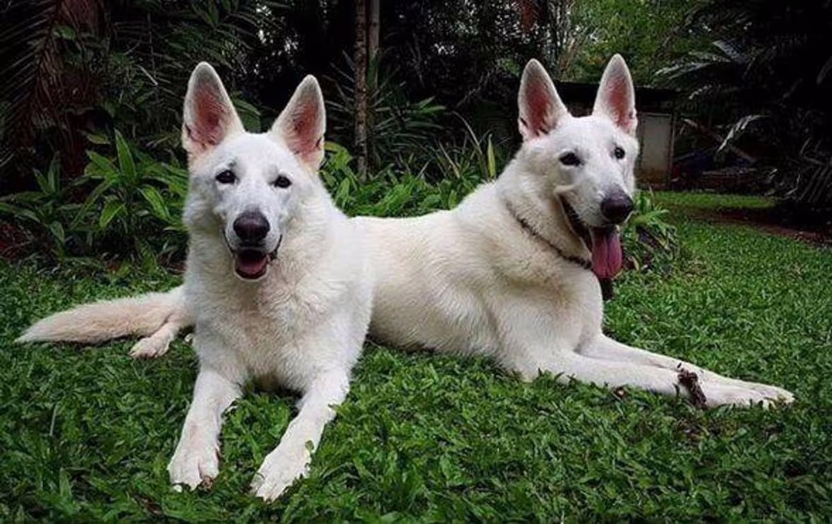 Ursa y Bolt, los perros que "Monster" también abusó. Ursa y Bolt, los perros que "Monster" también abusó.