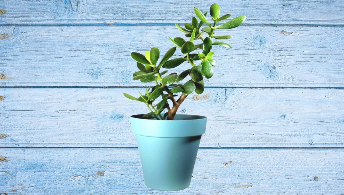 Motivos por los cuales tu árbol de Jade pierde sus hojas: cómo evitar esto con trucos de jardinería