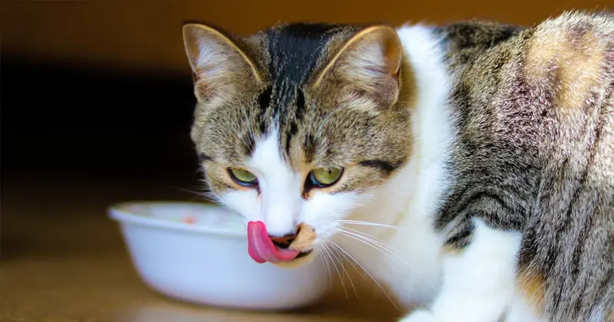 Qué significa que tu mascota vomite el alimento segundos después de terminar y cómo evitarlo Qué significa que tu mascota vomite el alimento segundos después de terminar y cómo evitarlo