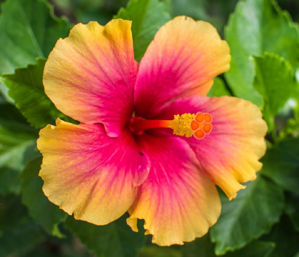 El hemisferio norte atraviesa la primavera, así que es momento de podar algunas plantas. Imagen: Freepik.