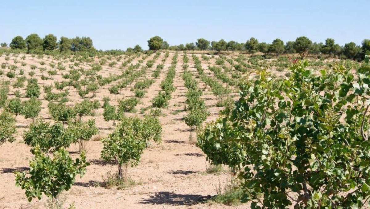 Plantación de árboles pistachero Plantación de árboles pistachero 