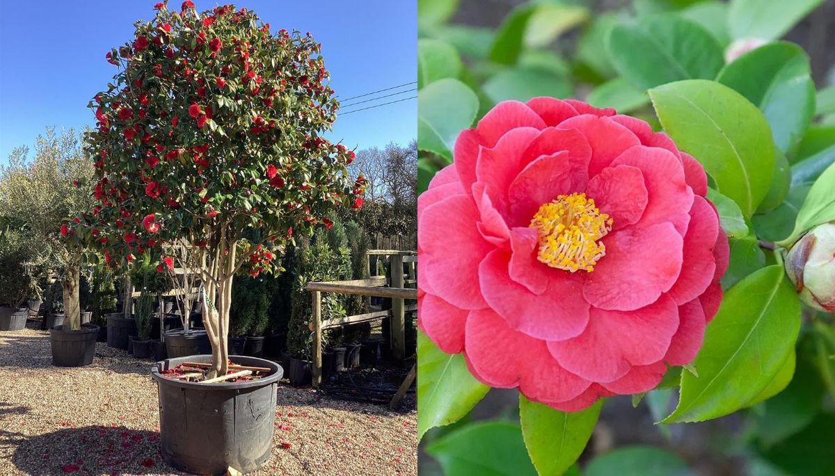 Este &aacute;rbol puede crecer de forma c&oacute;moda en maceta. Es importante que el recipiente tenga orificios de drenaje.