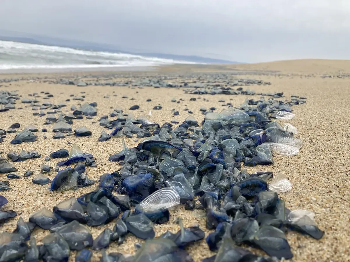 Un fenómeno muy curioso transforma las playas de California. Un fenómeno muy curioso transforma las playas de California.