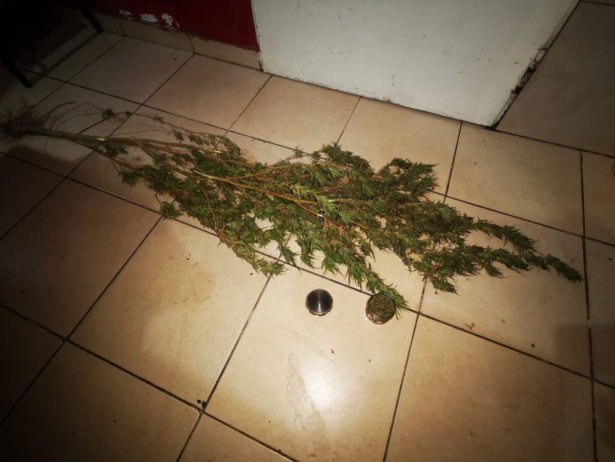 La Policía también encontró marihuana en el despliegue operacional realizado en un barrio de Maipú y otro de Guaymallén. La Policía también encontró marihuana en el despliegue operacional realizado en un barrio de Maipú y otro de Guaymallén.