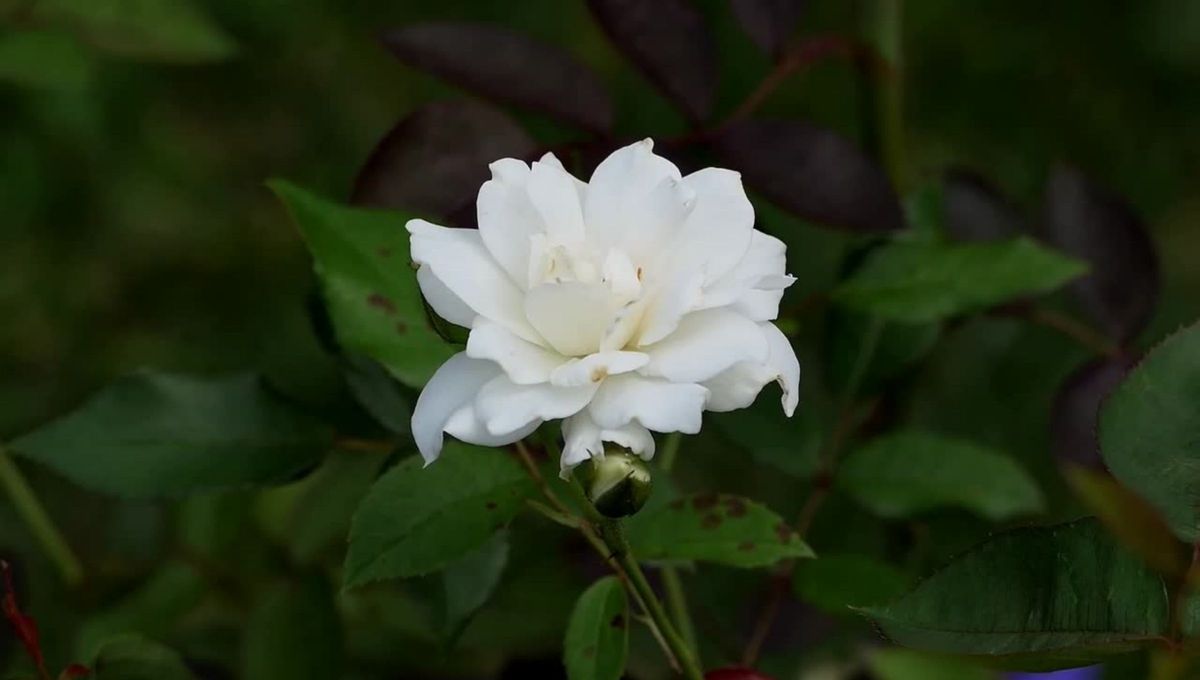Tener una planta de jazmín no solo embellece el entorno con sus flores, sino que también proporciona un aroma delicado que llena el aire. Tener una planta de jazmín no solo embellece el entorno con sus flores, sino que también proporciona un aroma delicado que llena el aire.