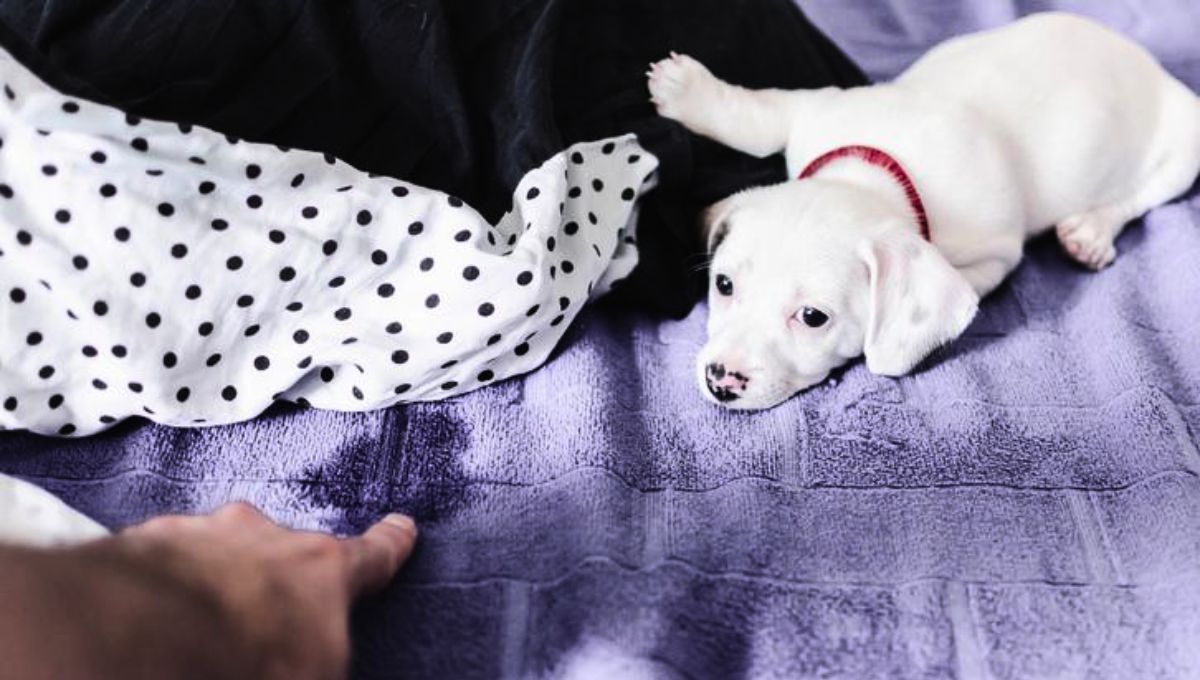 El hecho de que tu mascota orine tu ropa puede deberse a varios significados