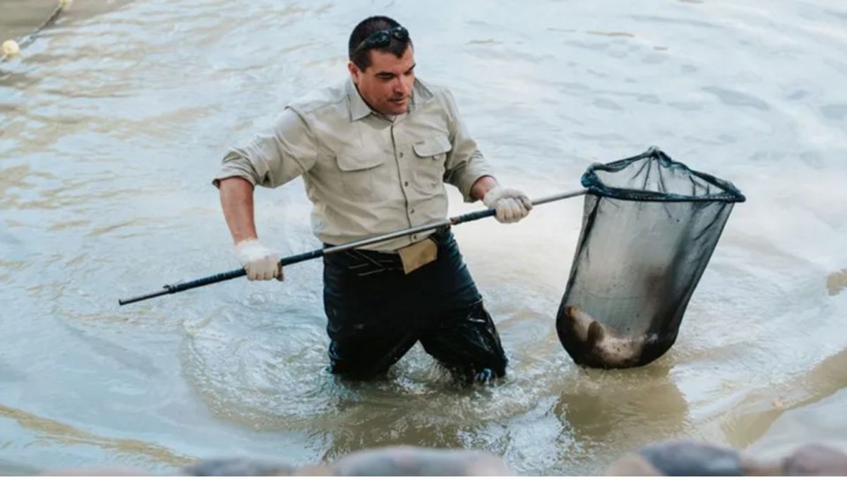 Vacían un lago emblemático de Argentina y trasladan a más de 1.000 peces en un operativo inédito