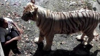 Un tigre mató a un turista en el zoológico de Nueva Delhi