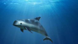 Drones para proteger a la vaquita marina