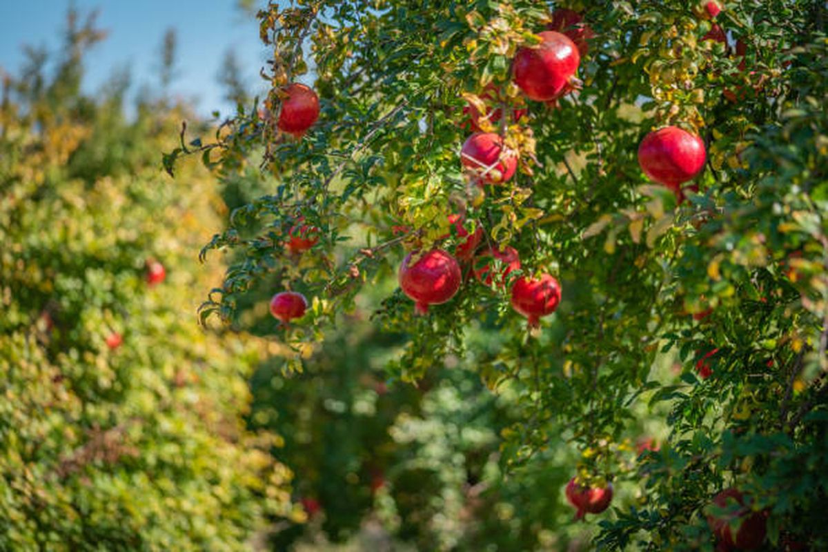 Cualquiera de estos árboles frutales crecerá a la perfección durante estas semanas. Cualquiera de estos árboles frutales crecerá a la perfección durante estas semanas.