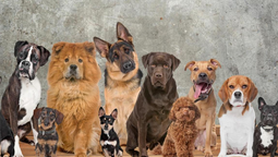 Mirá qué raza de perro sos según tu signo del zodiaco