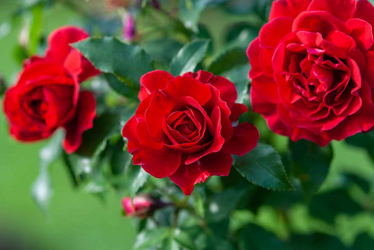 En su etapa de crecimiento, las rosas del jard&iacute;n pueden presentar una serie de problemas.&nbsp;
