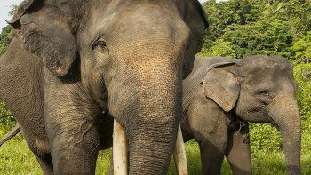 #RIPYongki indignados por la muerte de un elefante