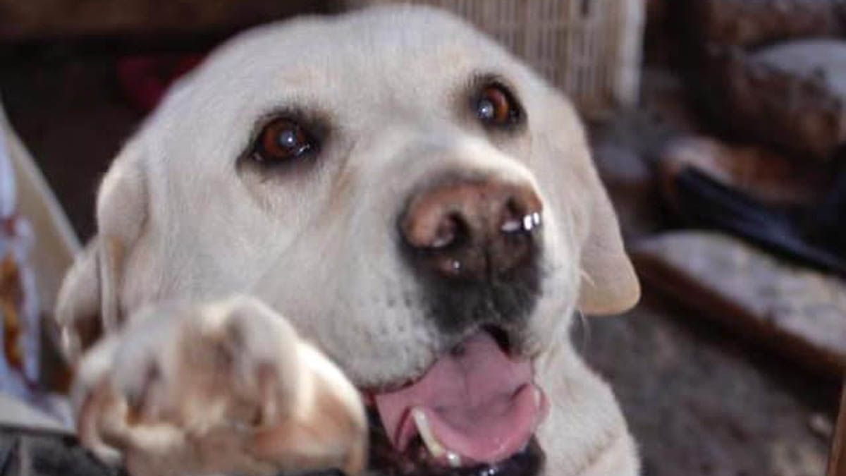 Los perros reciben cuidados y atención en el Refugio de Rousi.