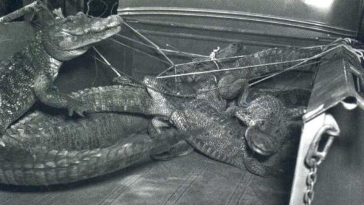 Los cocodrilos que tenía el asesino serial Joe Ball. Los cocodrilos que tenía el asesino serial Joe Ball.