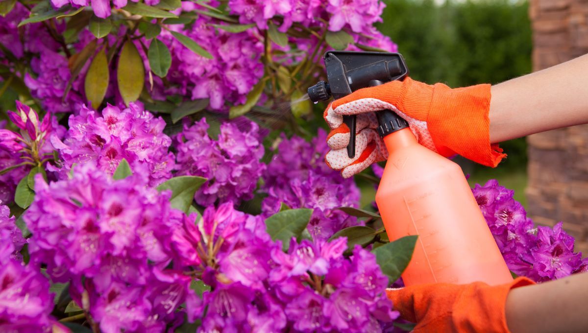 El insecticida para plantas que se hace con solo dos ingredientes