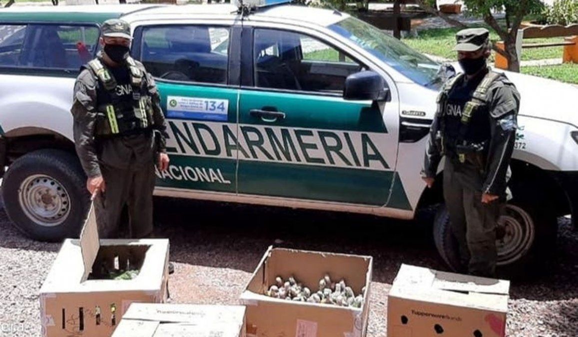 Escondieron loros habladores en el baúl y quisieron