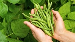 Chaucha o epazote: la planta cuyas semillas son un tesoro para la salud