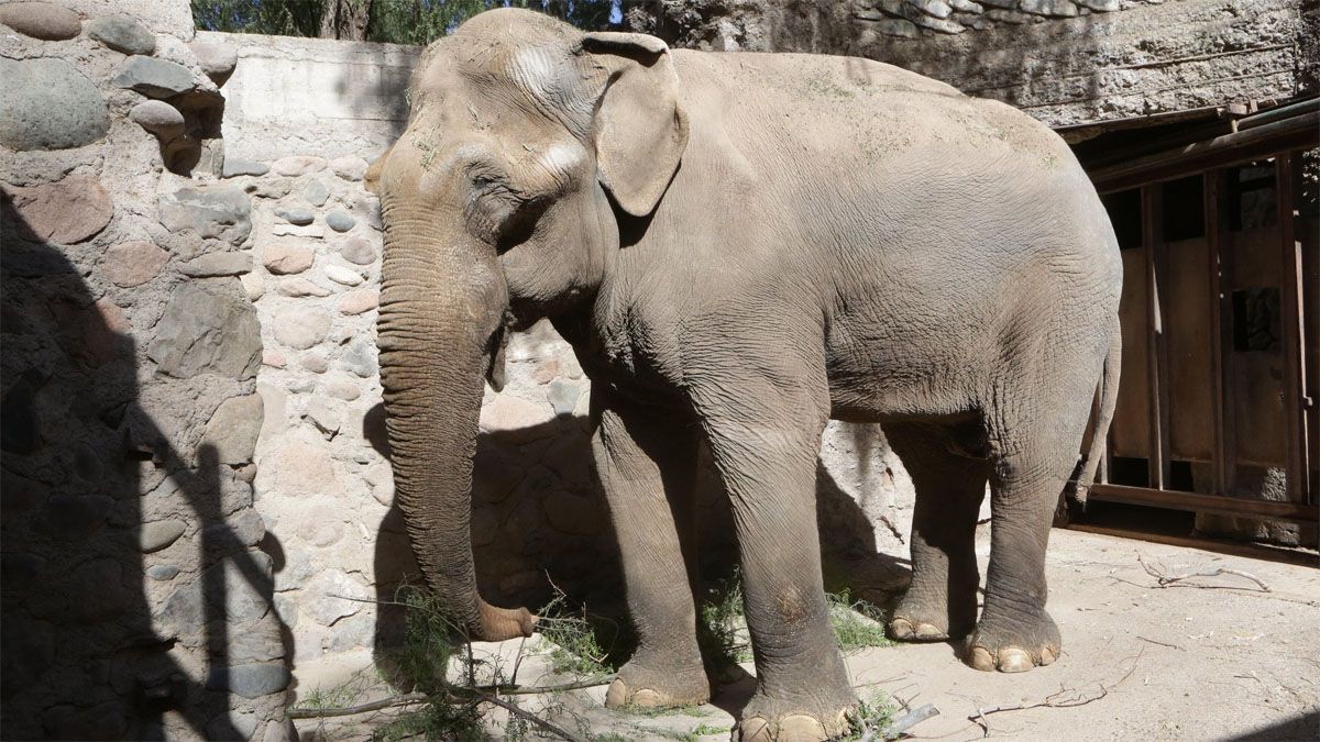 Tamy es el último elefante macho asiático en cautiverio en Argentina.