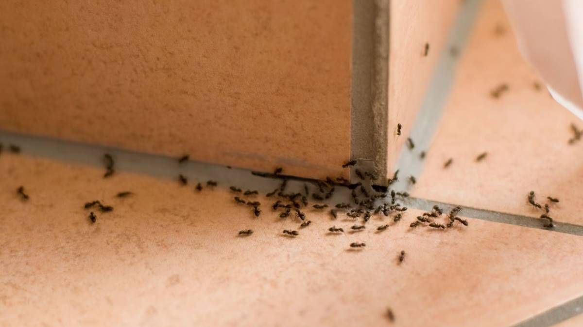 Dile adiós a las hormigas de tu hogar y jardín con estos trucos caseros