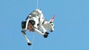 Consideraron una ofensa lo que era una protesta por los derechos de la vaca