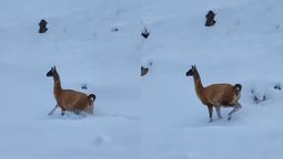 Un guanaco sorprendió a un camionero al correr junto a la ruta en medio de la nieve